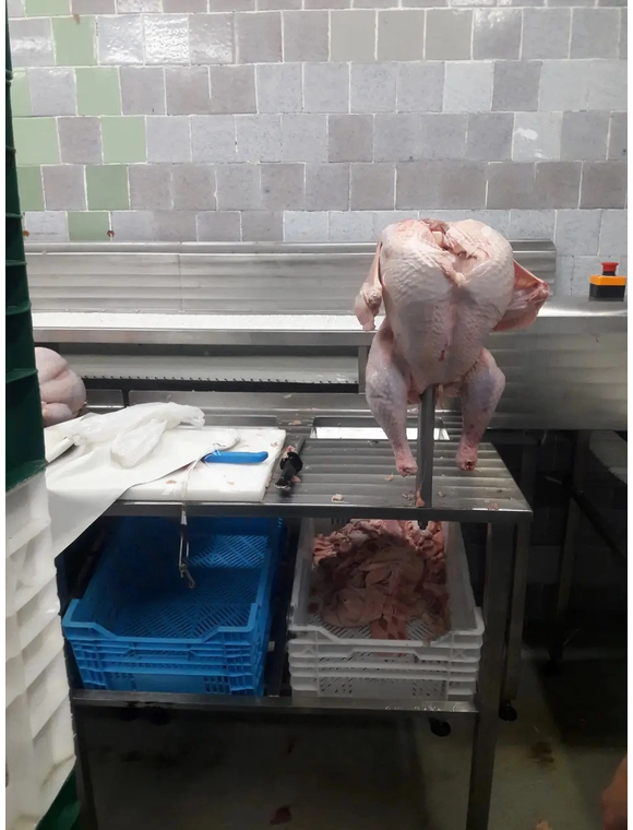 Linie de dezmembrare a carcaselor de curcan cu transportor mecanic thumbnail 5